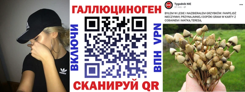 Псилоцибиновые грибы Psilocybe  Губкинский 