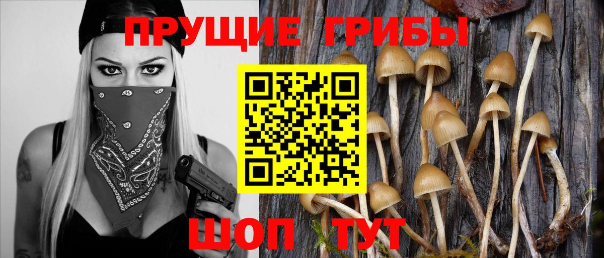 Галлюциногенные грибы Psilocybe  Губкинский  Псилоцибиновые грибы MAGIC MUSHROOMS 