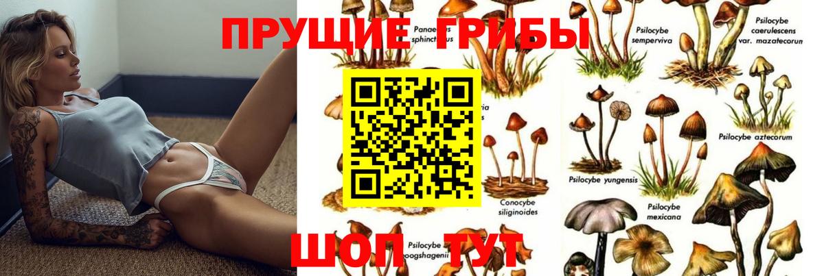 Псилоцибиновые грибы Psilocybine cubensis Губкинский